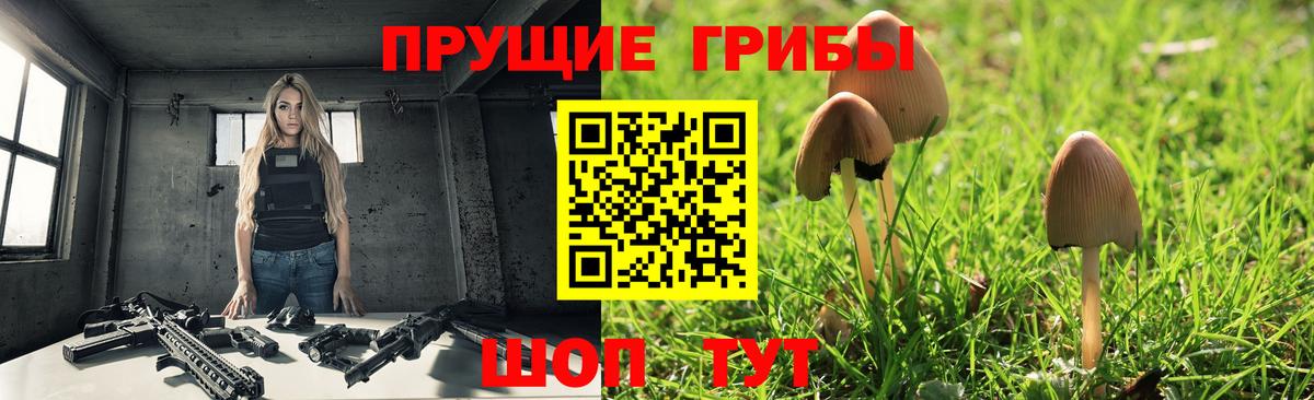 Елабуга  Галлюциногенные грибы Cubensis  Вход с VPN 